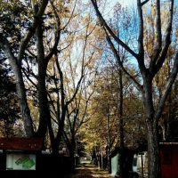 12742471_1172273229464590_3542675243212167520_n